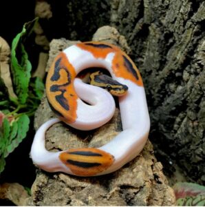 pied ball python