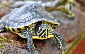 are turtles reptiles
